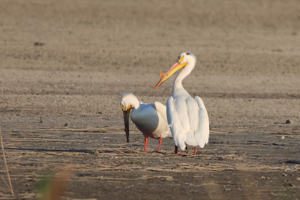 American White Pelican - Andy Dettling