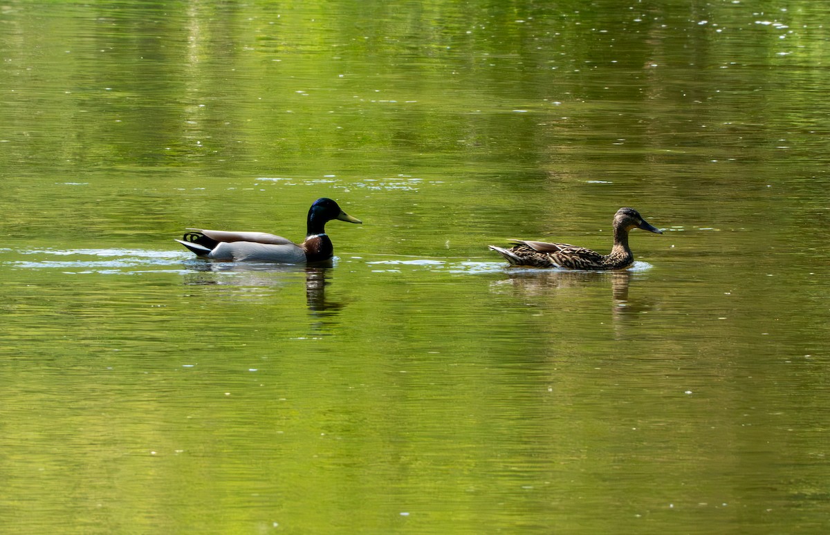 Mallard - Chad Berry