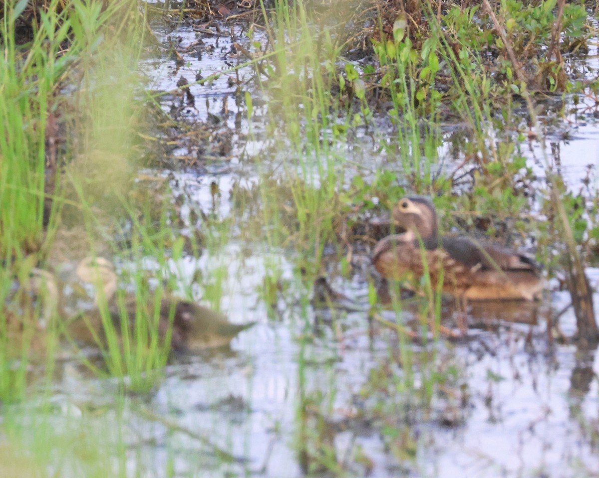 Wood Duck - ML619513910