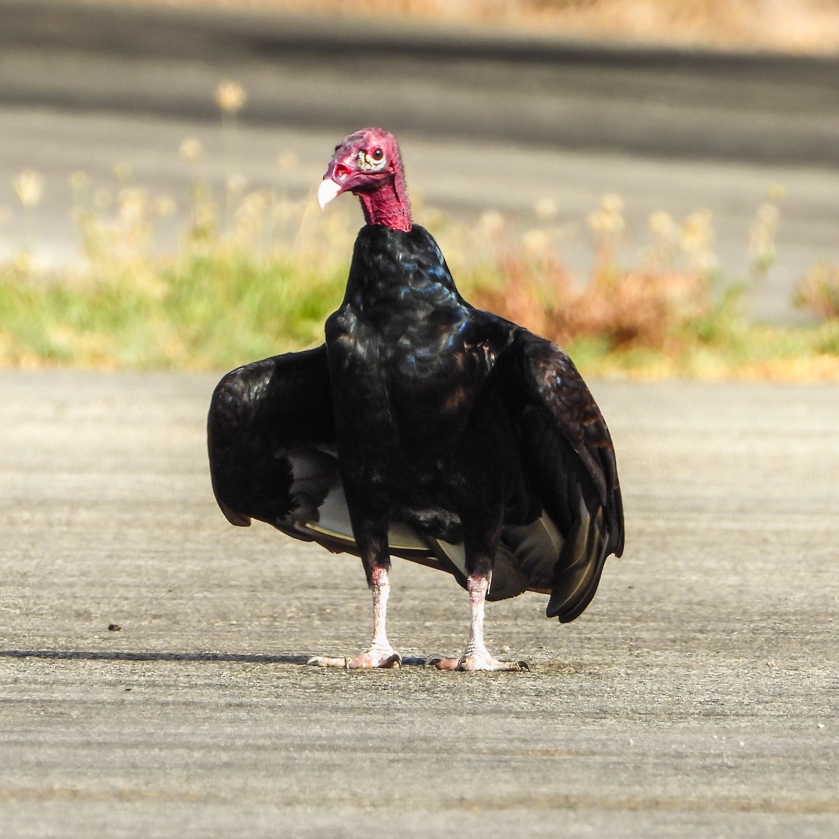 Turkey Vulture - Consuelo Hernandez Garcia