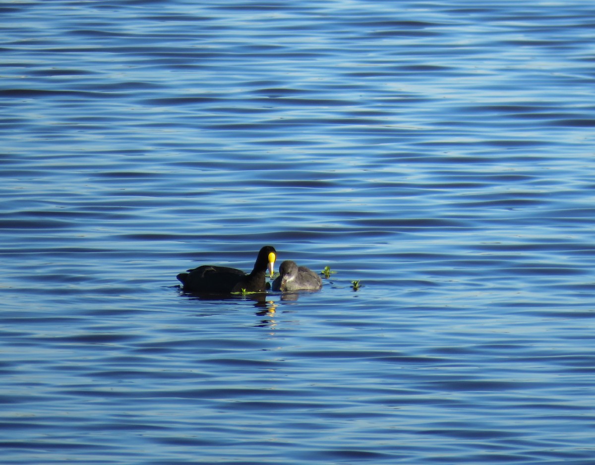 White-winged Coot - Marisel Morales