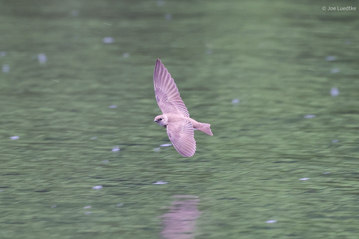 Northern Rough-winged Swallow - Joe Luedtke