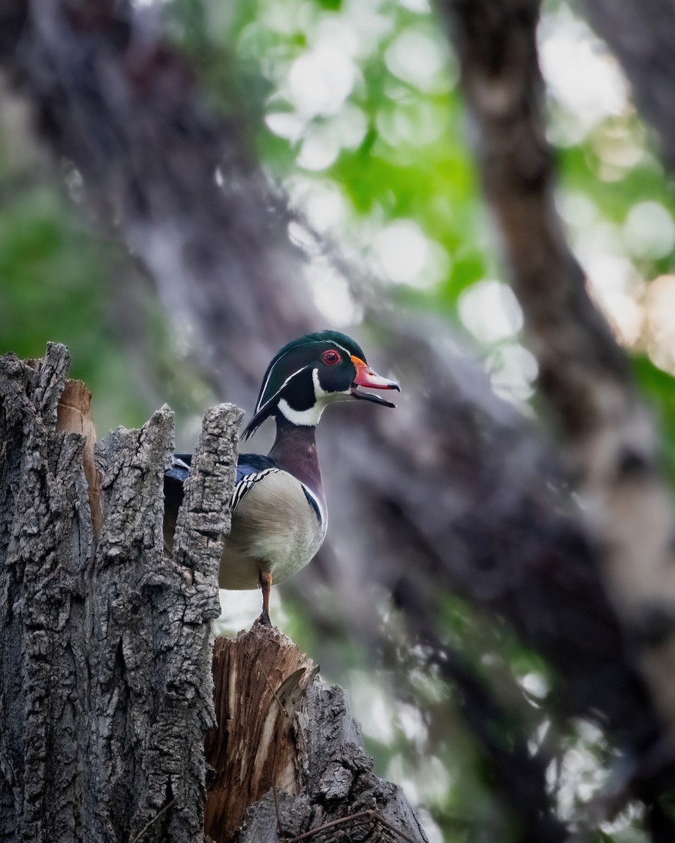 Wood Duck - Hannah Criswell