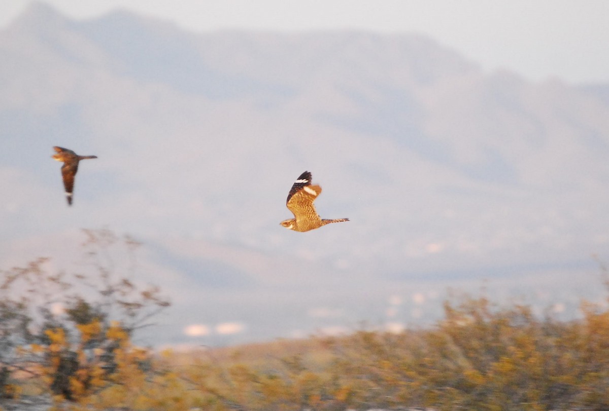 Lesser Nighthawk - Dana Parsons