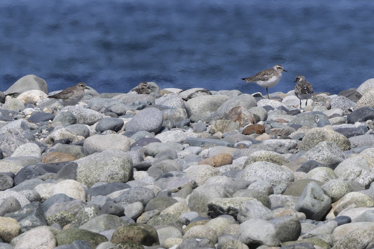 Black-bellied Plover - Eric Ellingson