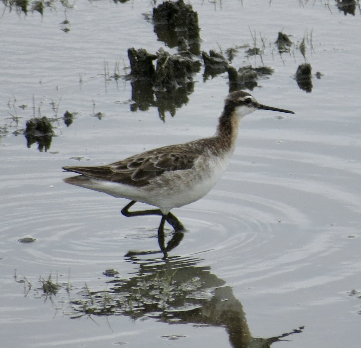 Wilson's Phalarope - Thomas Wurster