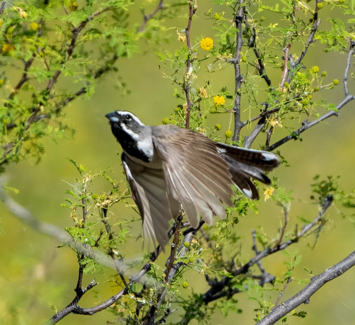 Black-throated Sparrow - Eric Bodker