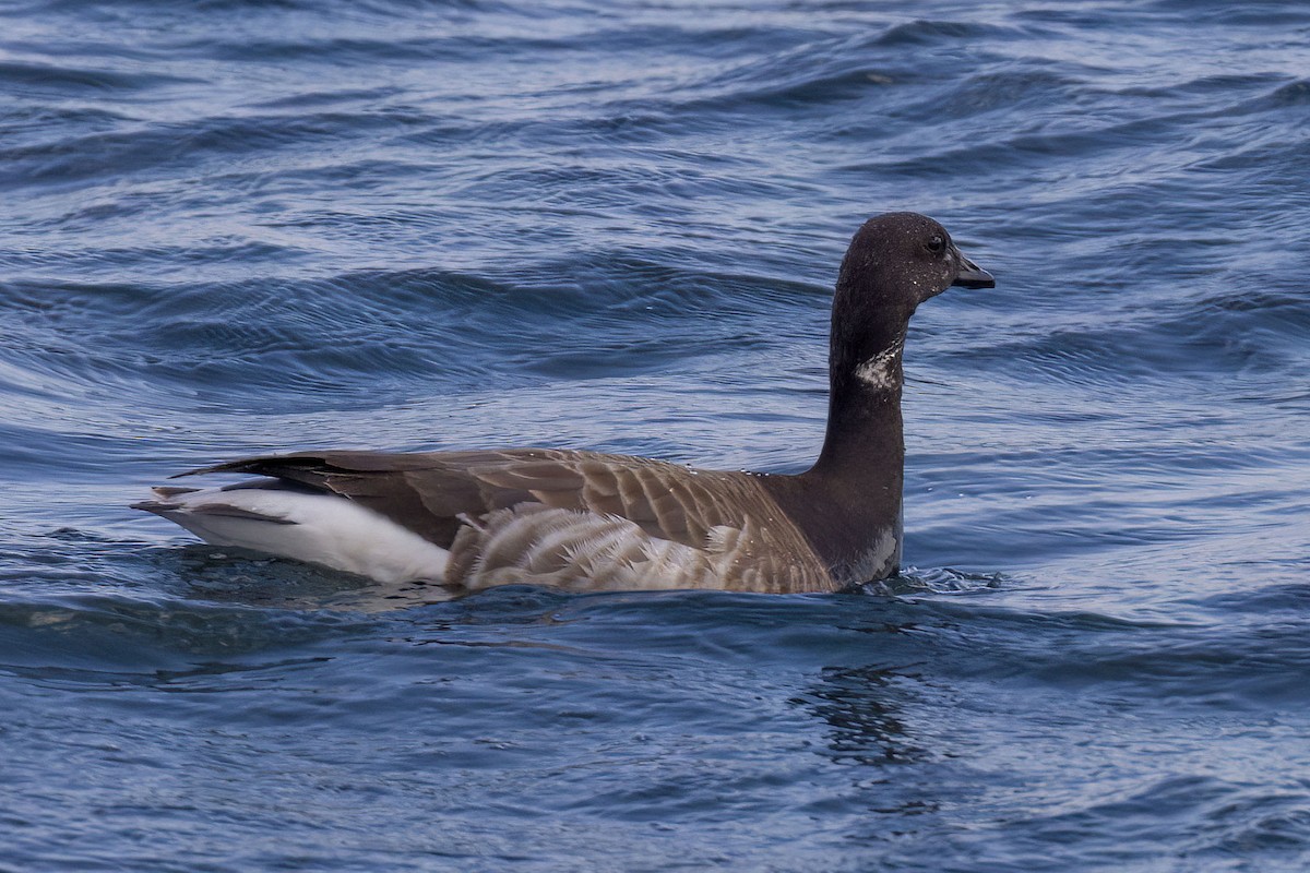 Brant - ML619513933