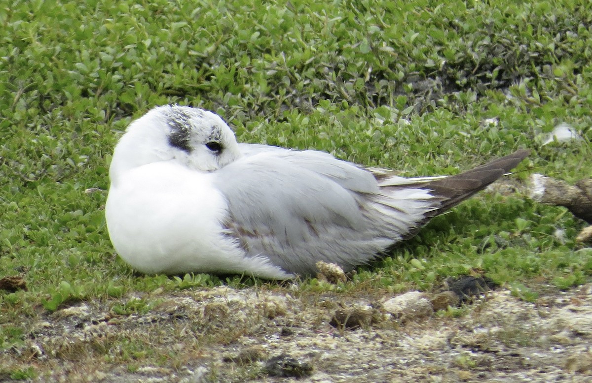 Bonaparte's Gull - Thomas Wurster