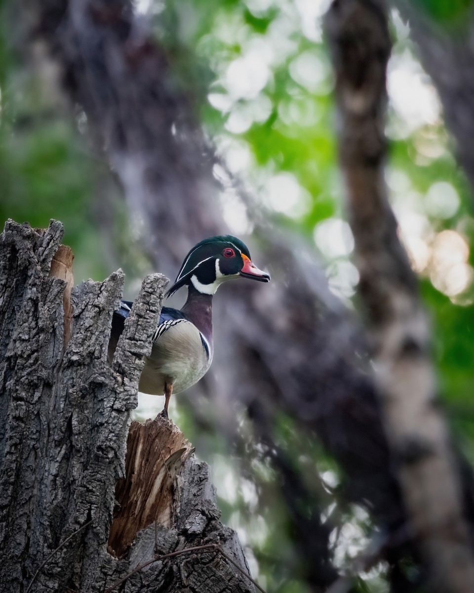 Wood Duck - Hannah Criswell