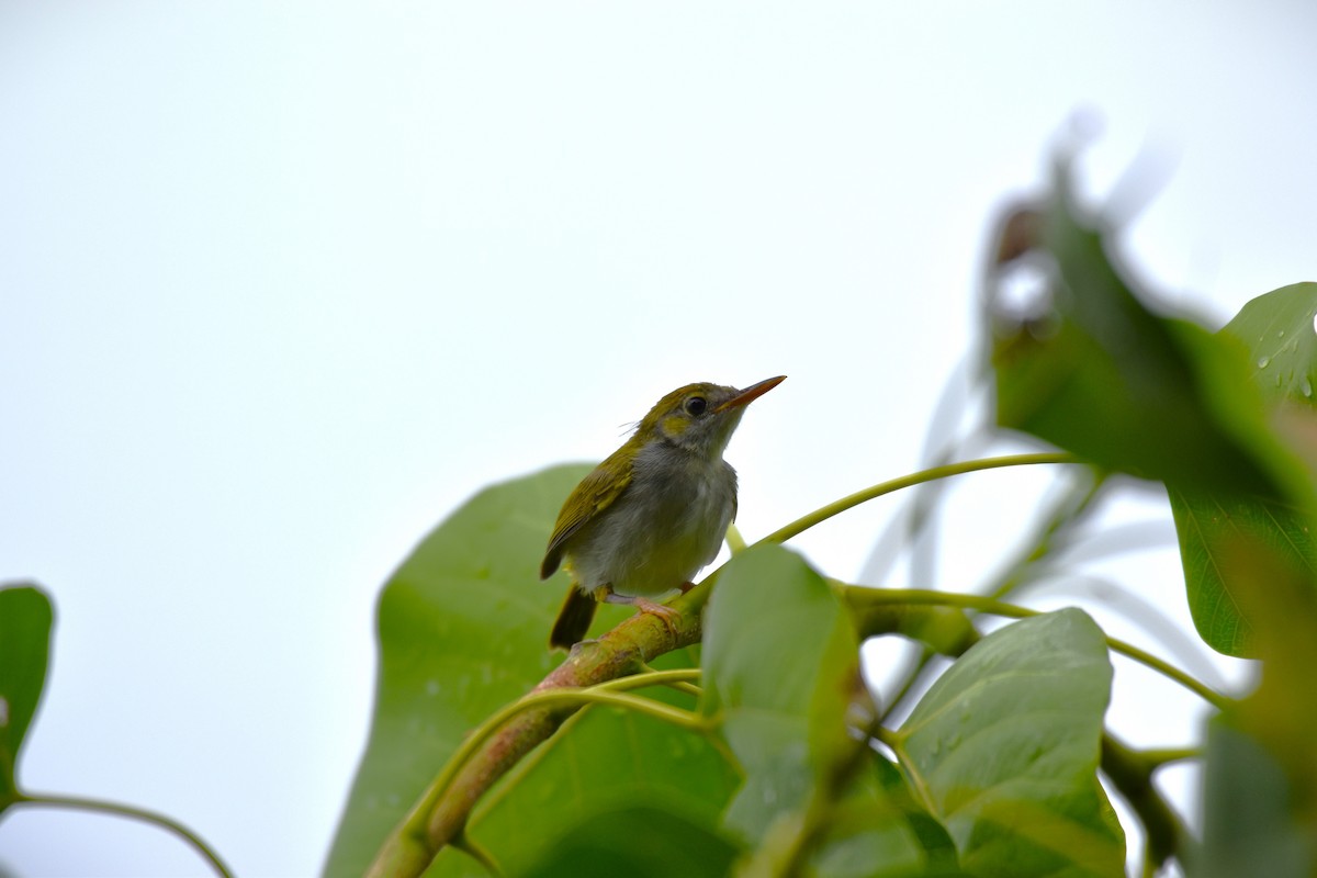 Dark-necked Tailorbird - ML619513939