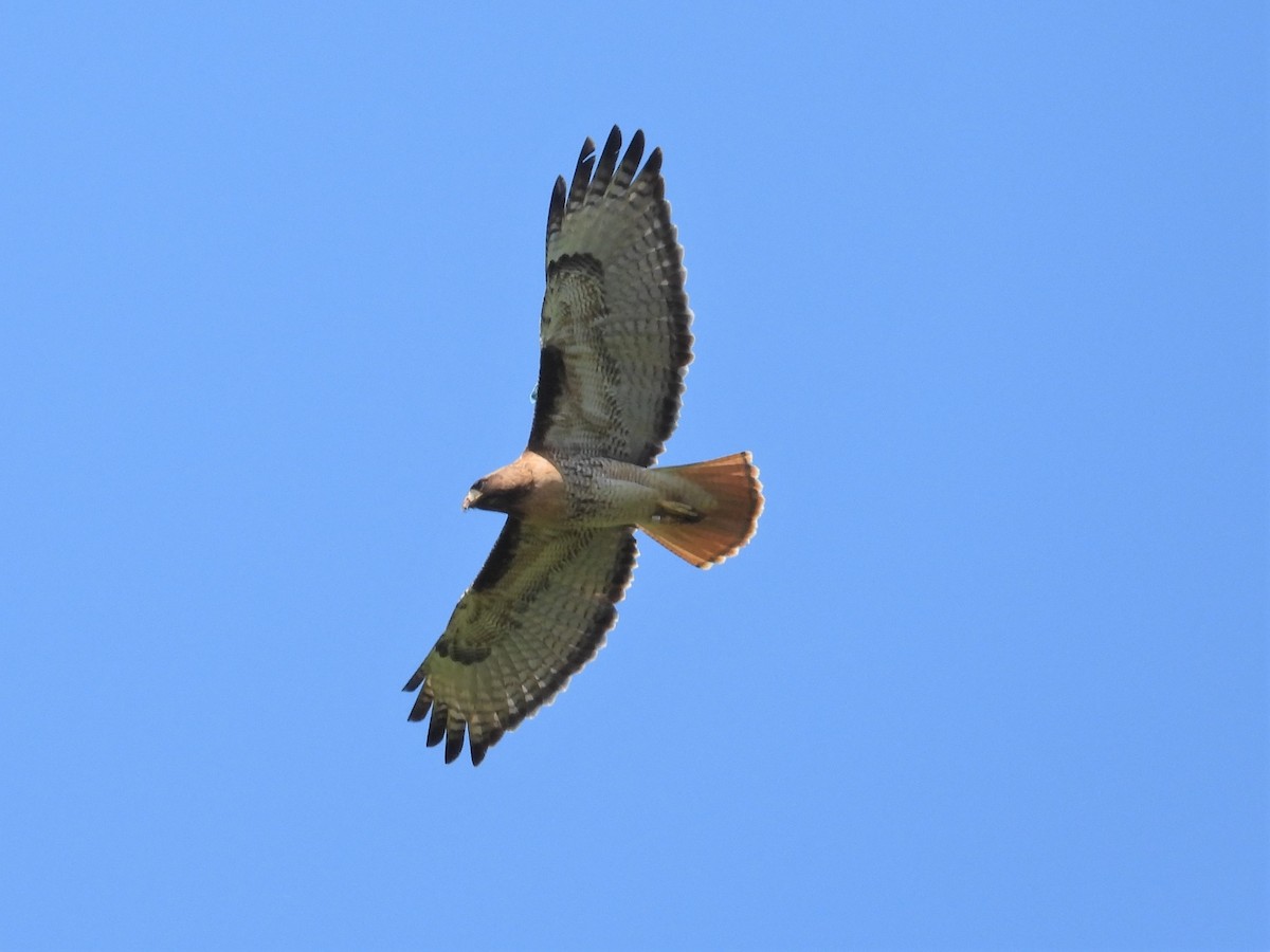 Red-tailed Hawk - Kellie Sagen 🦉