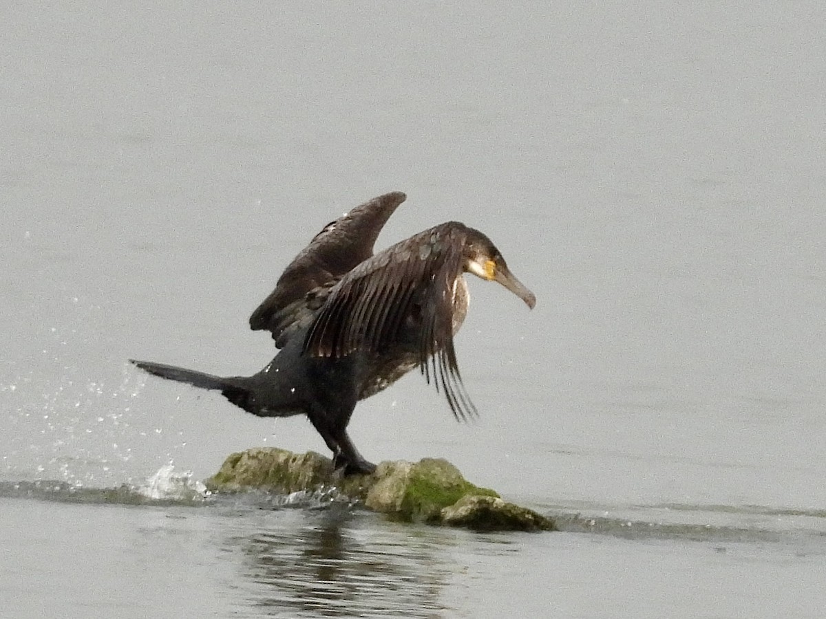 Great Cormorant - Stella Miller