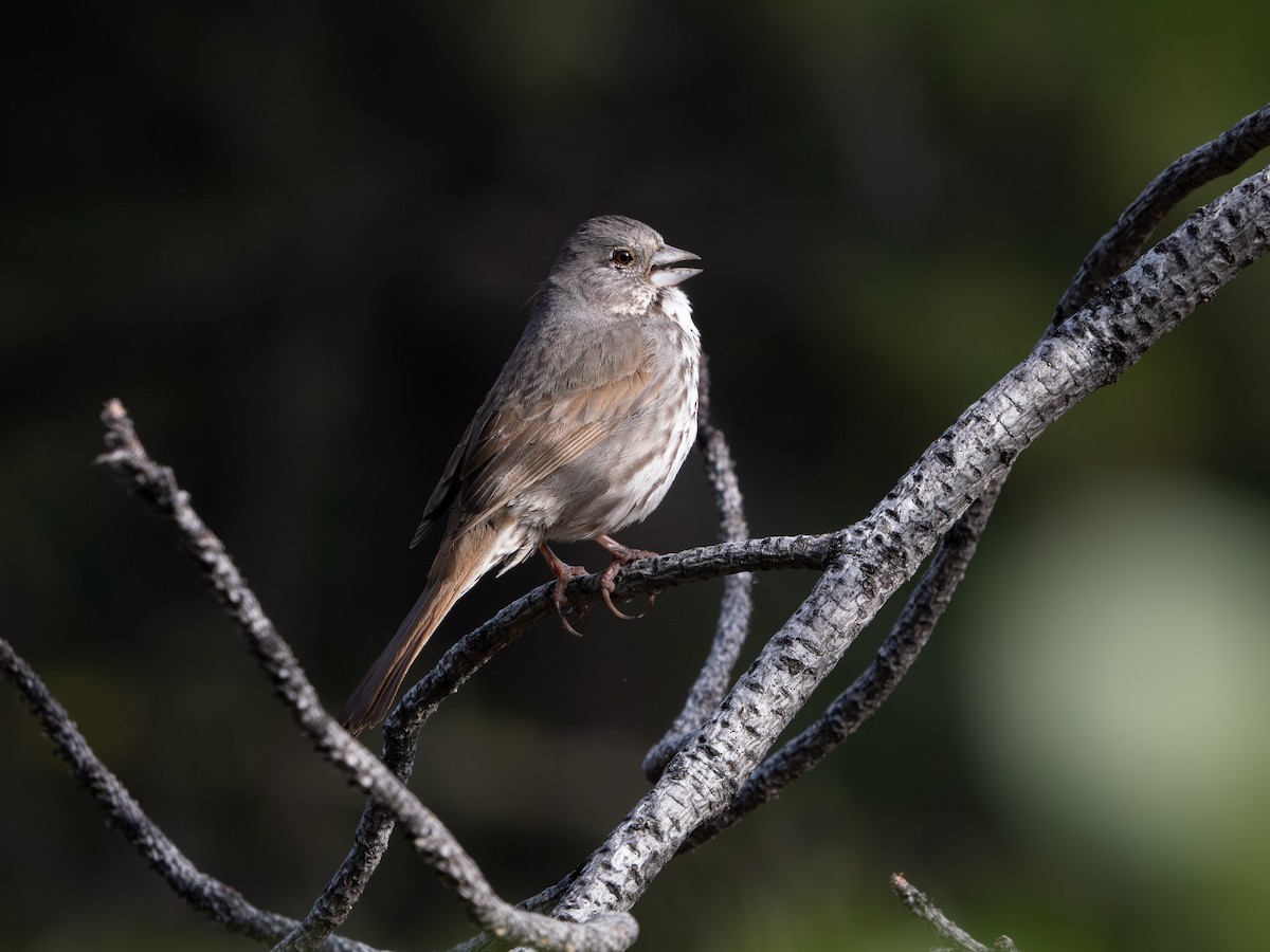 Fox Sparrow (Thick-billed) - ML619513947