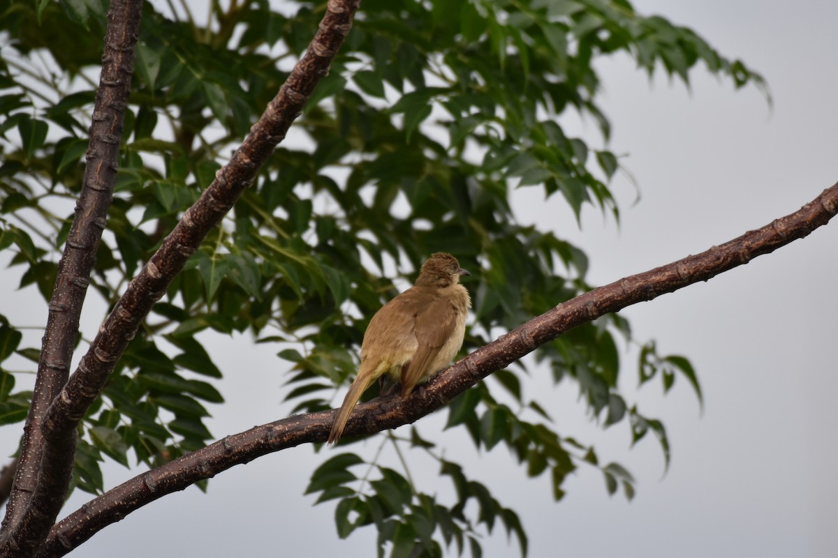 Streak-eared Bulbul - ML619513948