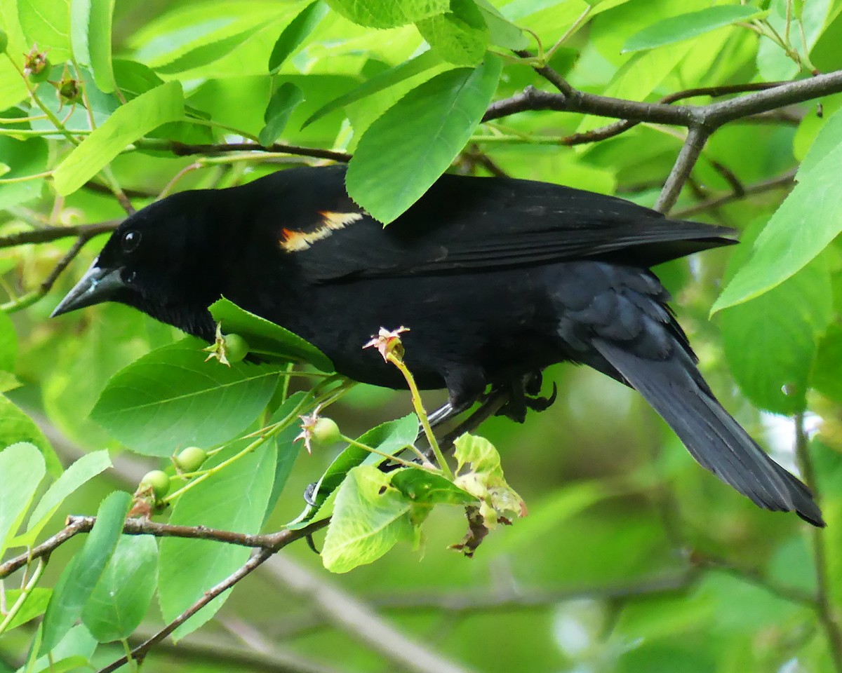 Red-winged Blackbird - Allie Kleber