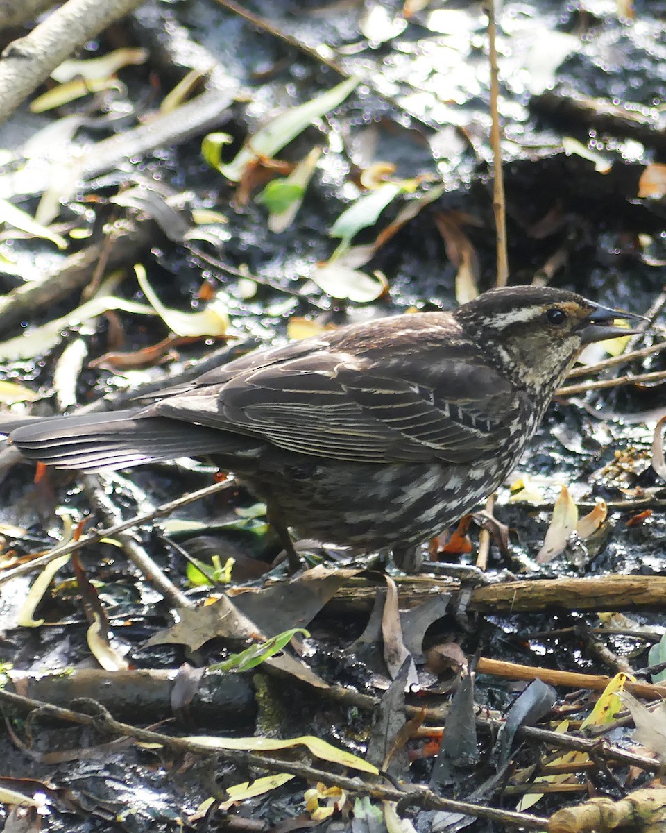 Red-winged Blackbird - Allie Kleber