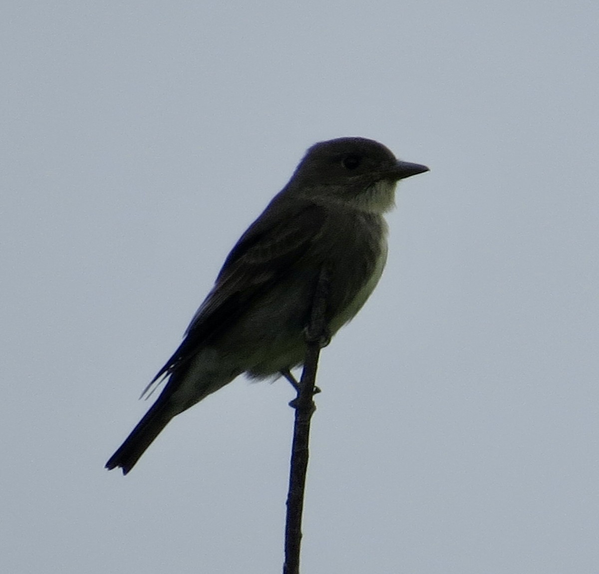 Olive-sided Flycatcher - Thomas Wurster