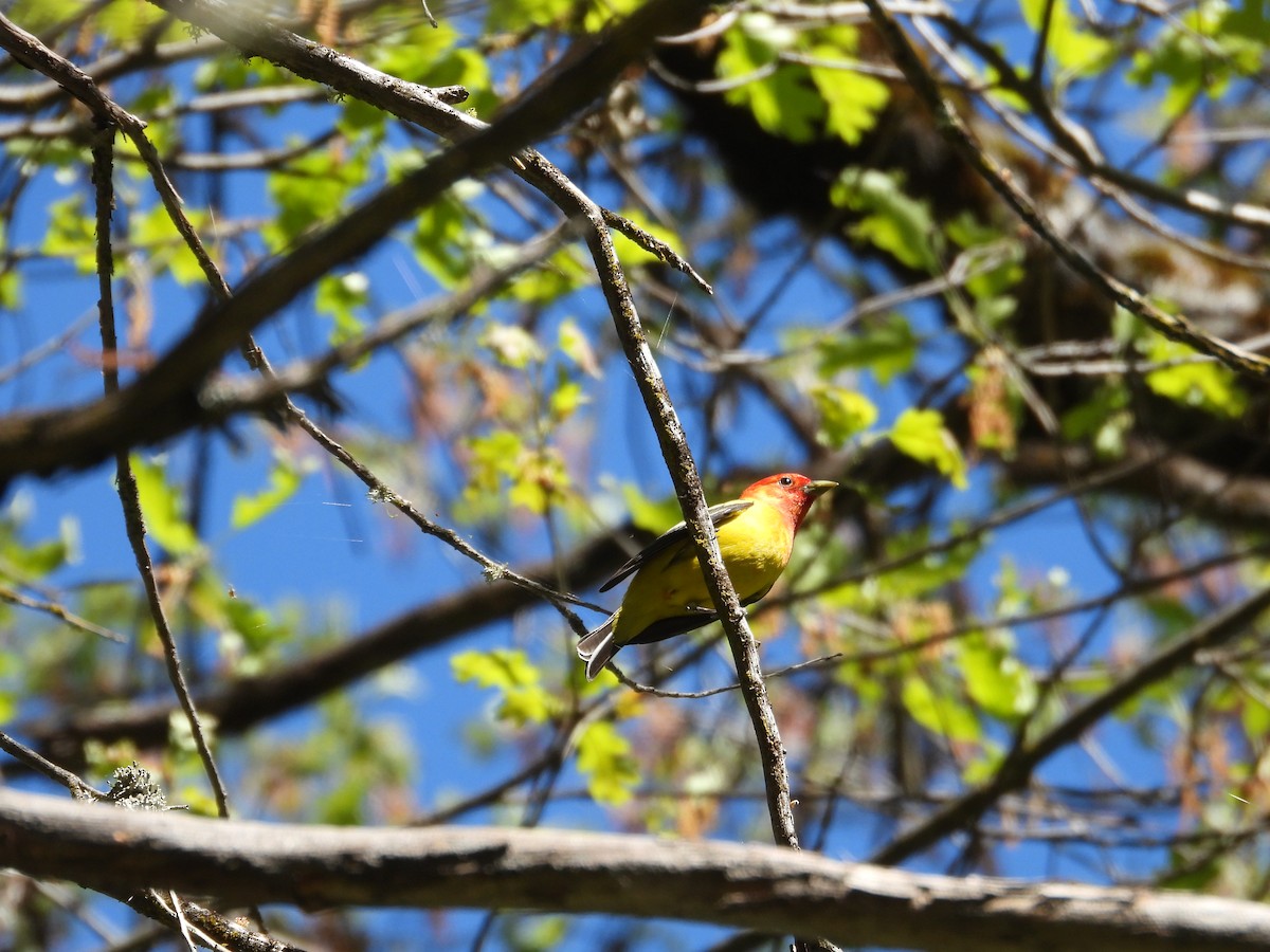Western Tanager - Mark Donahue