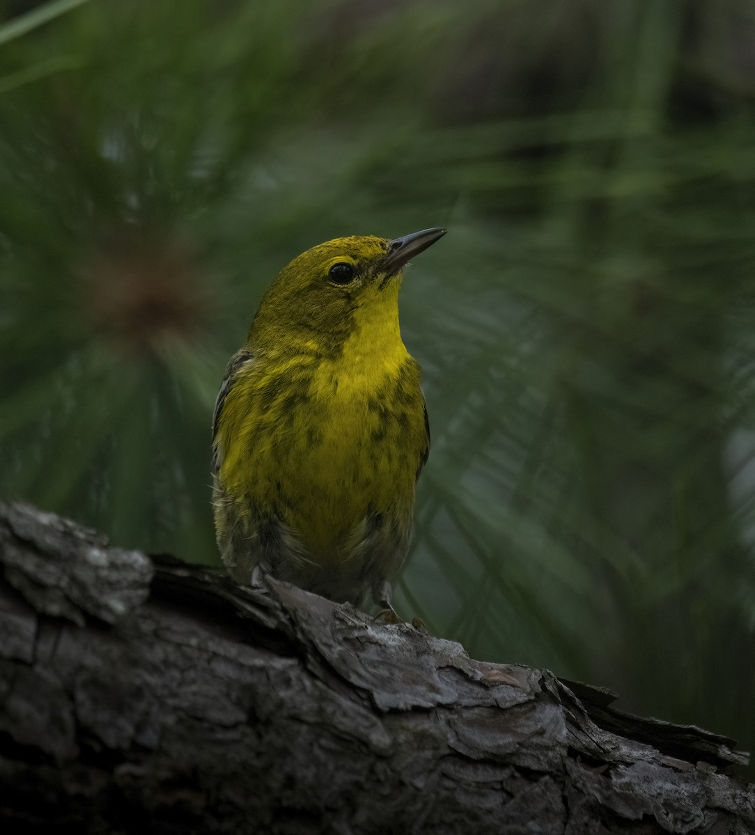 Pine Warbler - ML619513955