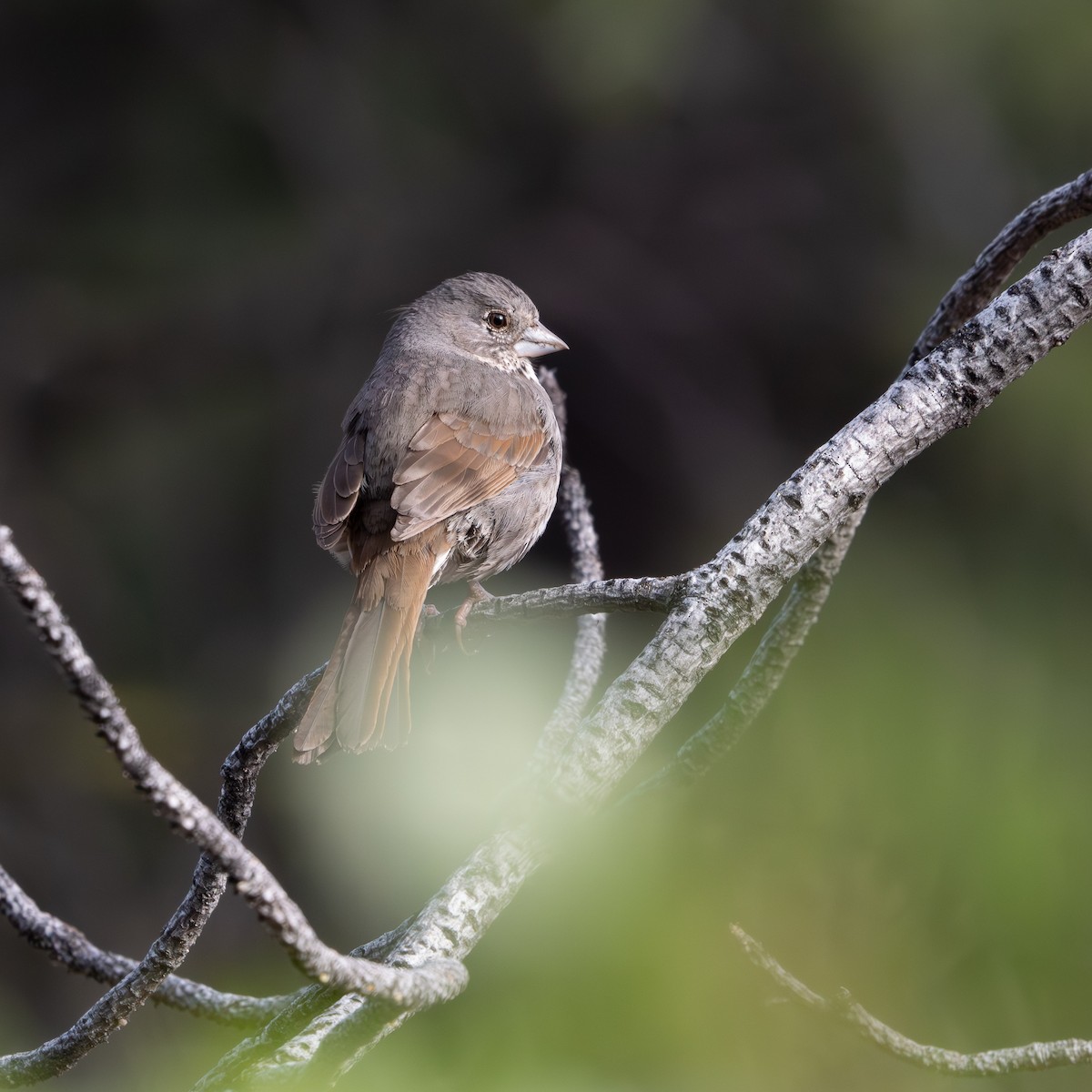 Fox Sparrow (Thick-billed) - Todd Ramsden