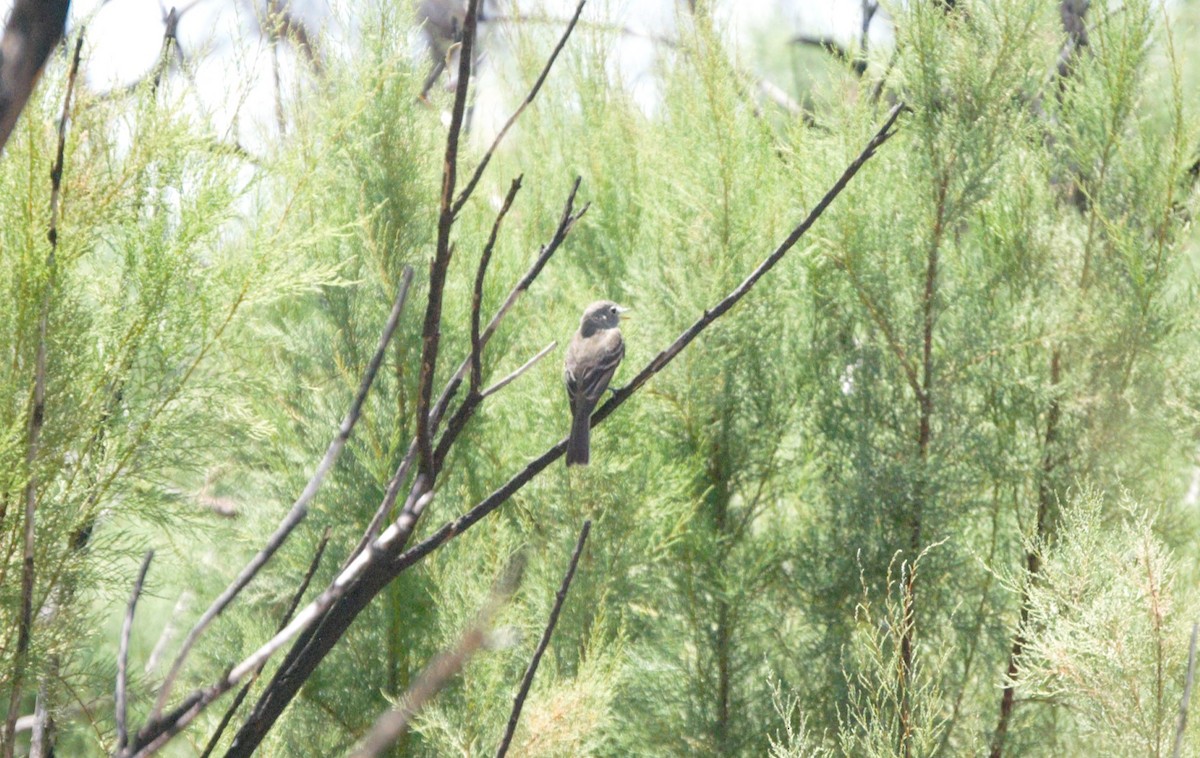 new world flycatcher sp. - Dana Parsons