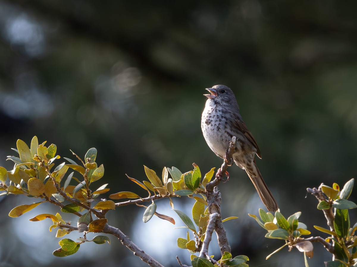 Fox Sparrow (Thick-billed) - Todd Ramsden