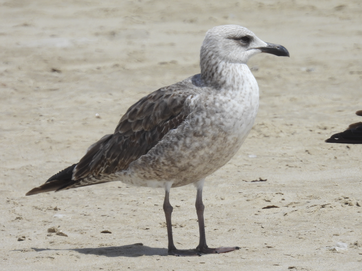 Lesser Black-backed Gull - Jeanette Stone