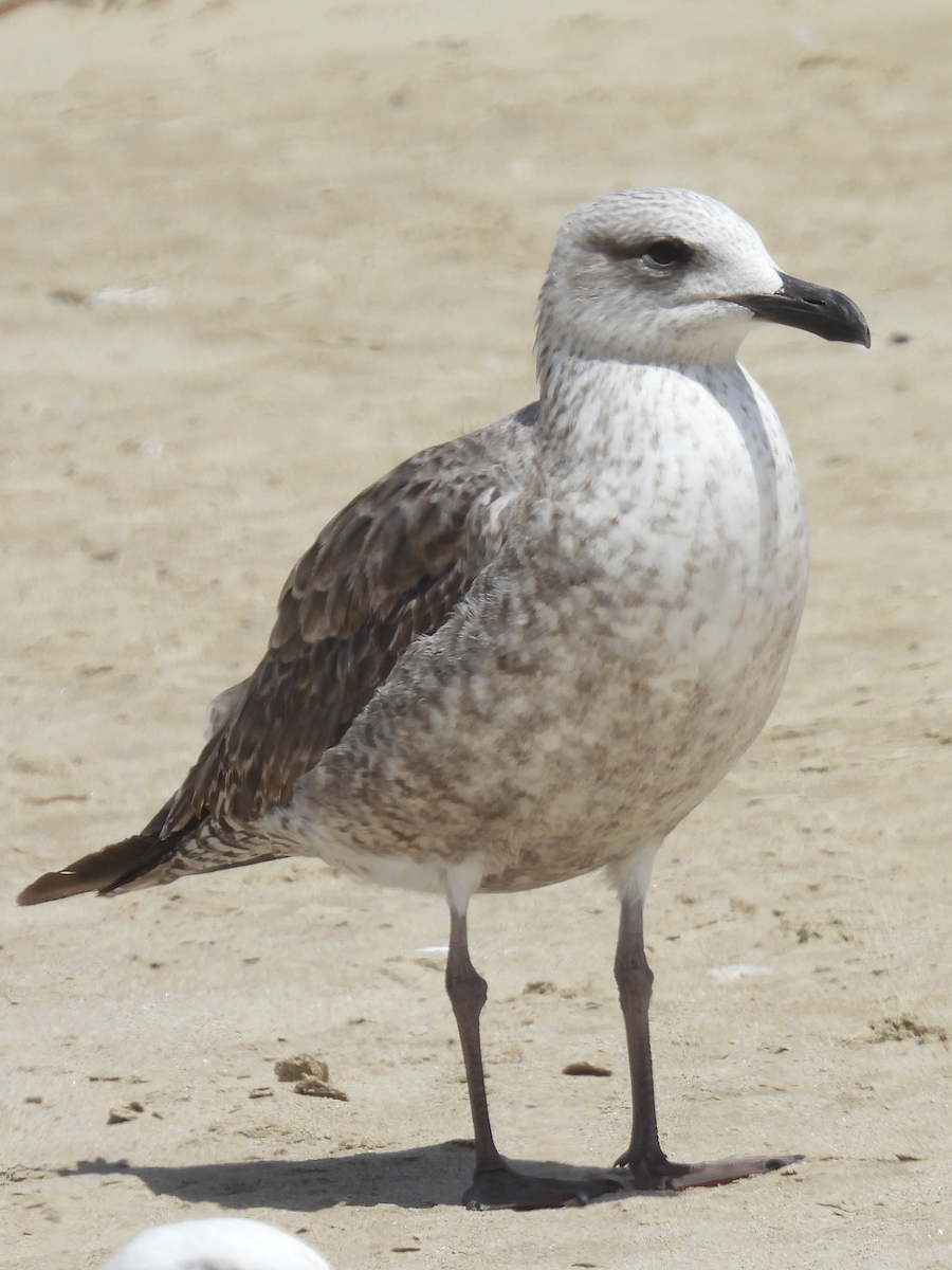 Lesser Black-backed Gull - Jeanette Stone