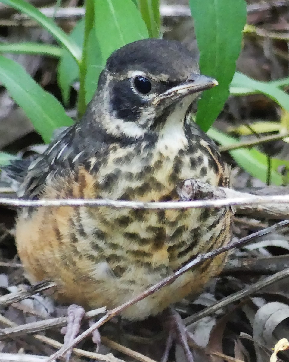 American Robin - Allie Kleber