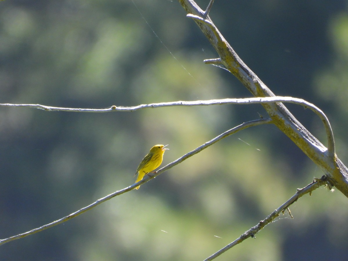 Yellow Warbler - Mark Donahue