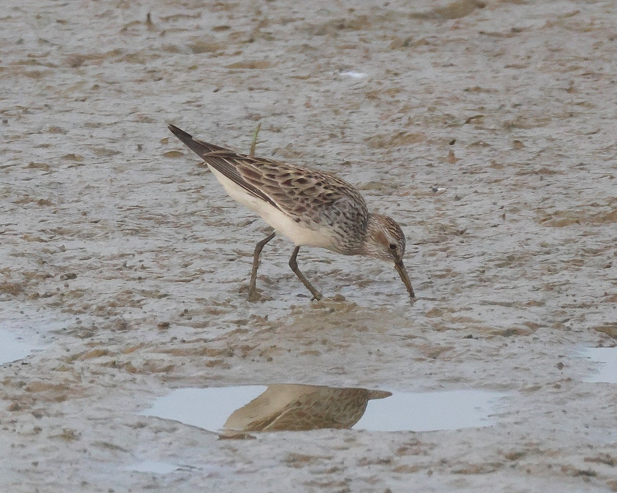 White-rumped Sandpiper - Rick Kittinger