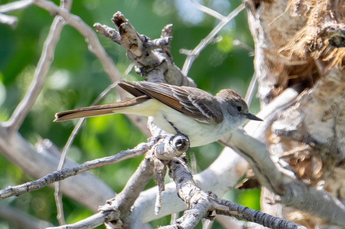 Ash-throated Flycatcher - Nancy Christensen