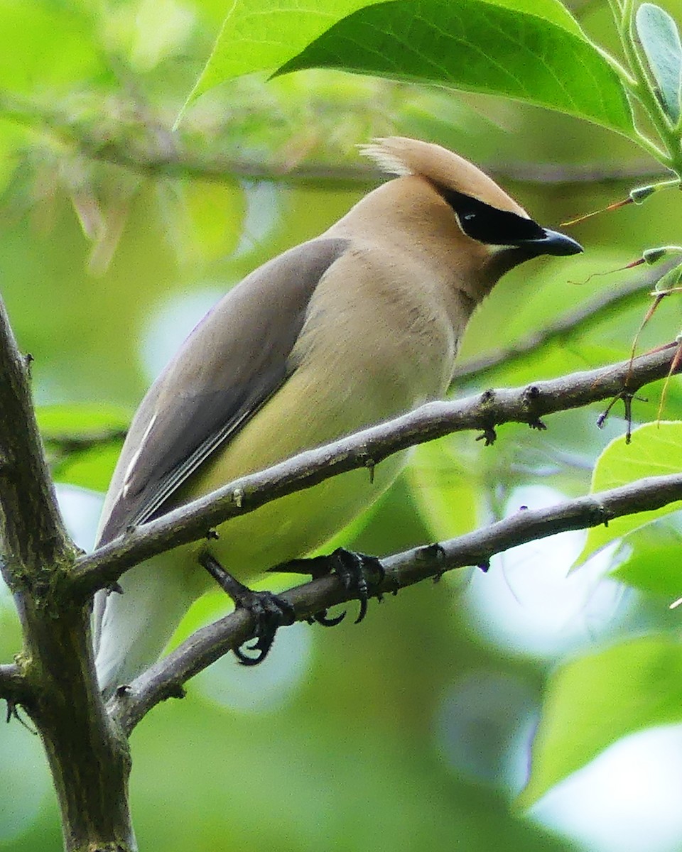 Cedar Waxwing - ML619513991