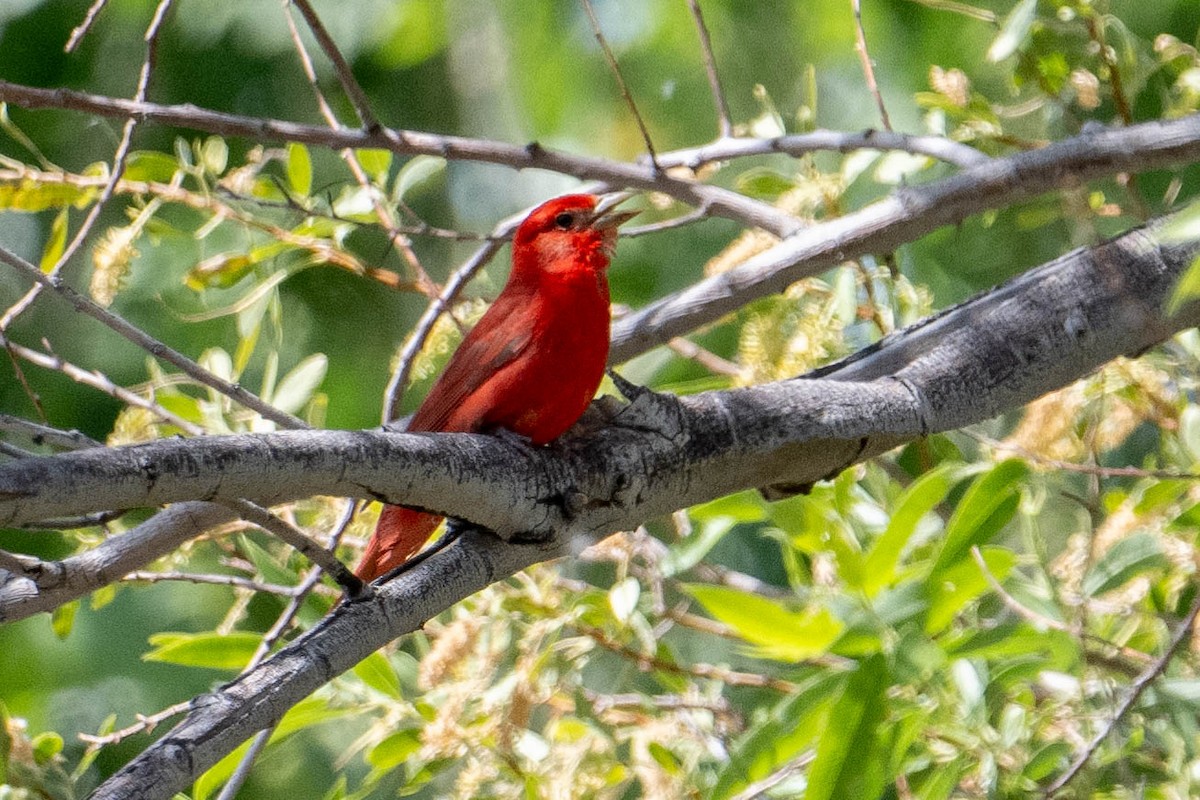 Summer Tanager - Nancy Christensen