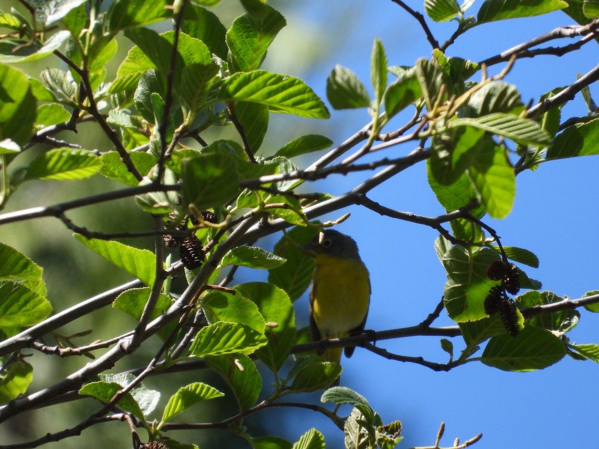 Nashville Warbler - Mark Donahue