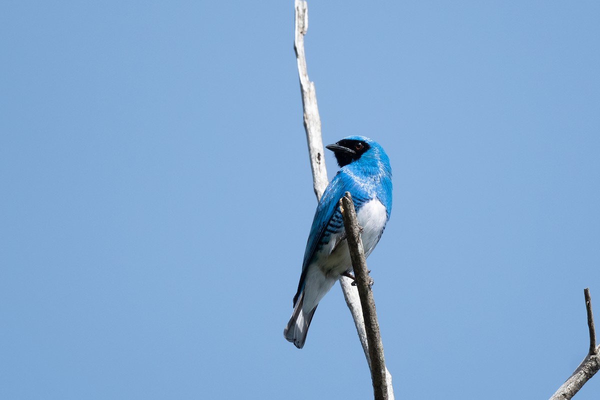 Swallow Tanager - Steve Heinl