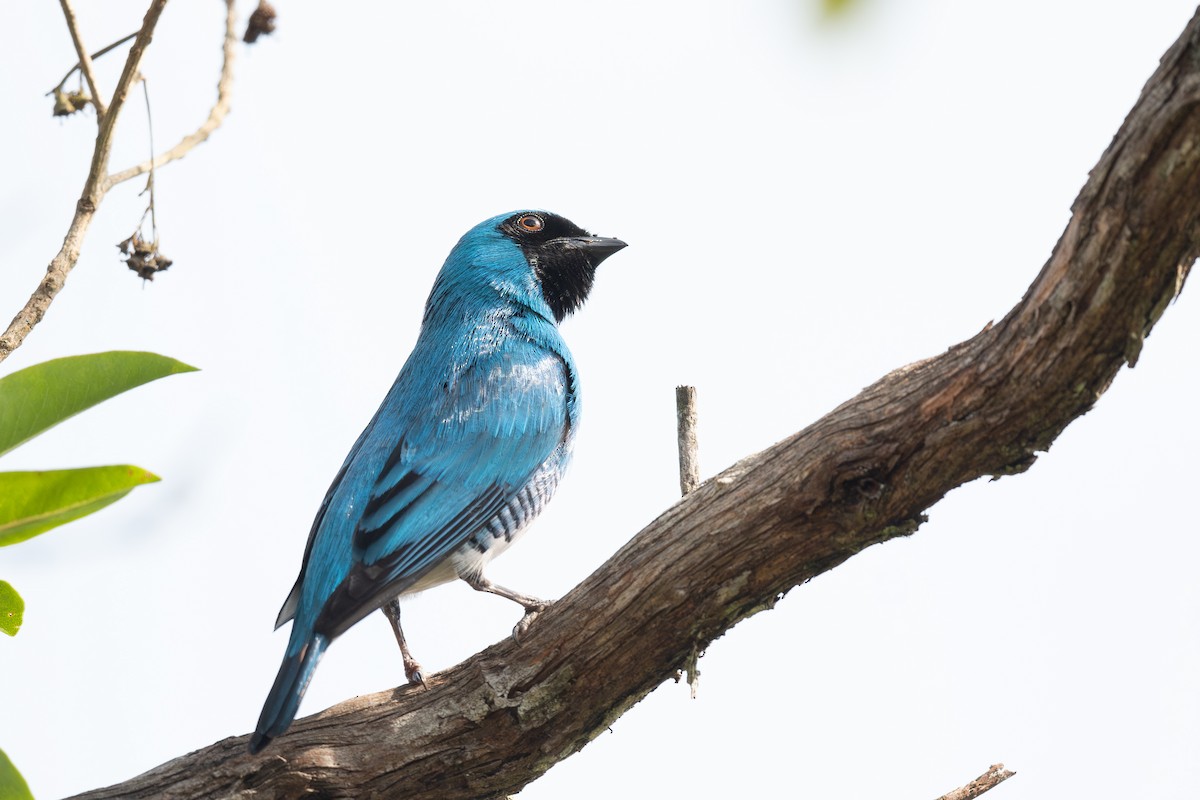 Swallow Tanager - Steve Heinl