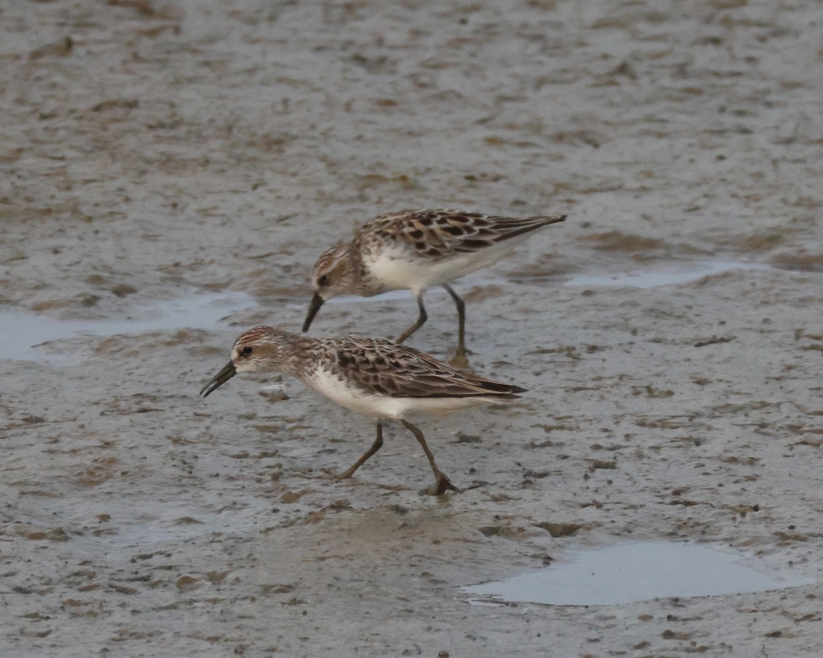 Semipalmated Sandpiper - Rick Kittinger