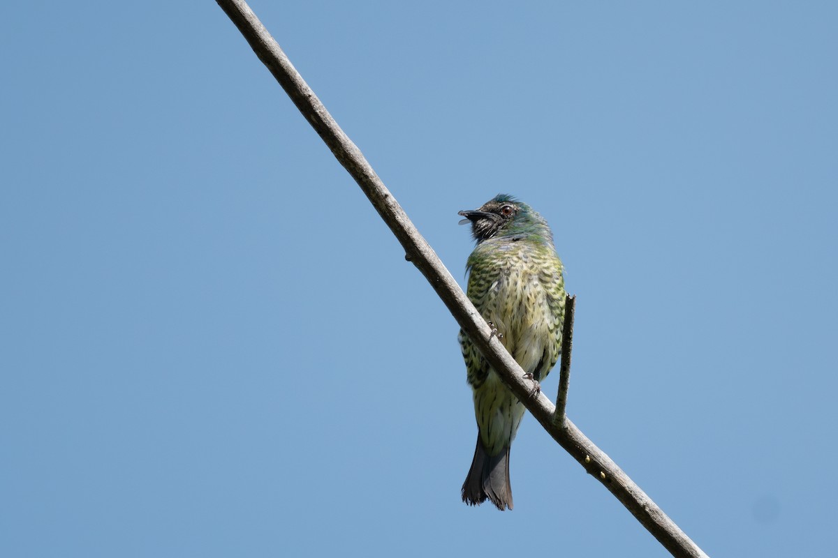 Swallow Tanager - Steve Heinl