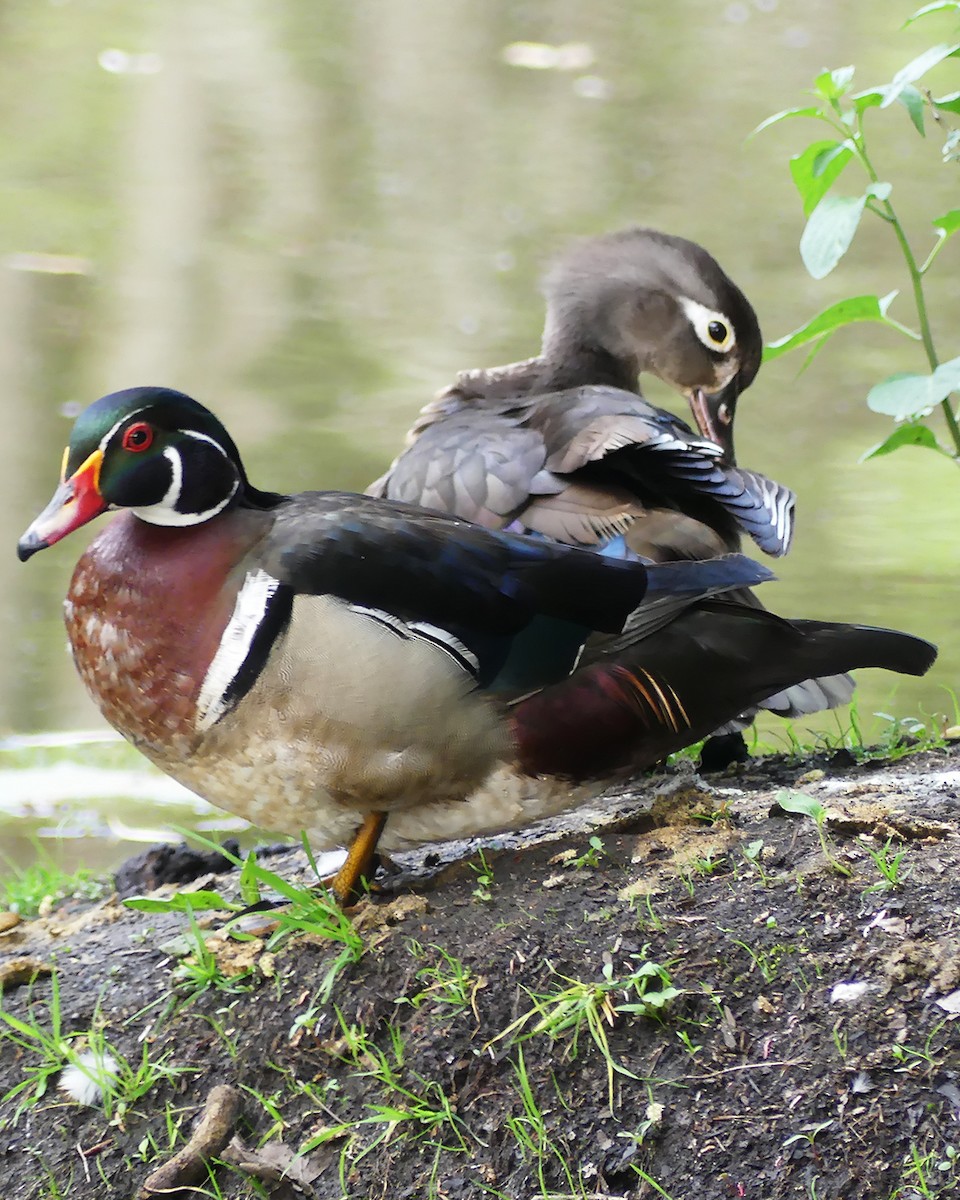 Wood Duck - Allie Kleber