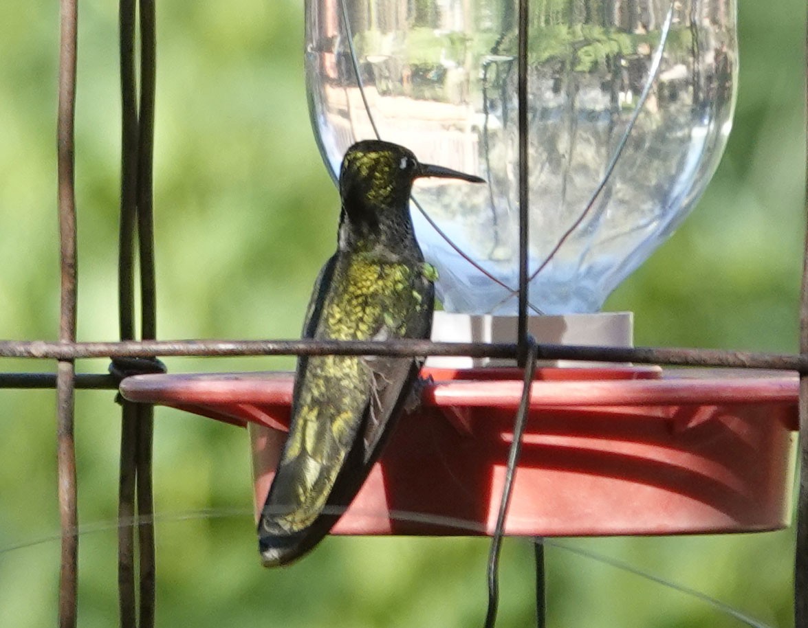 Rivoli's Hummingbird - Cathy Beck