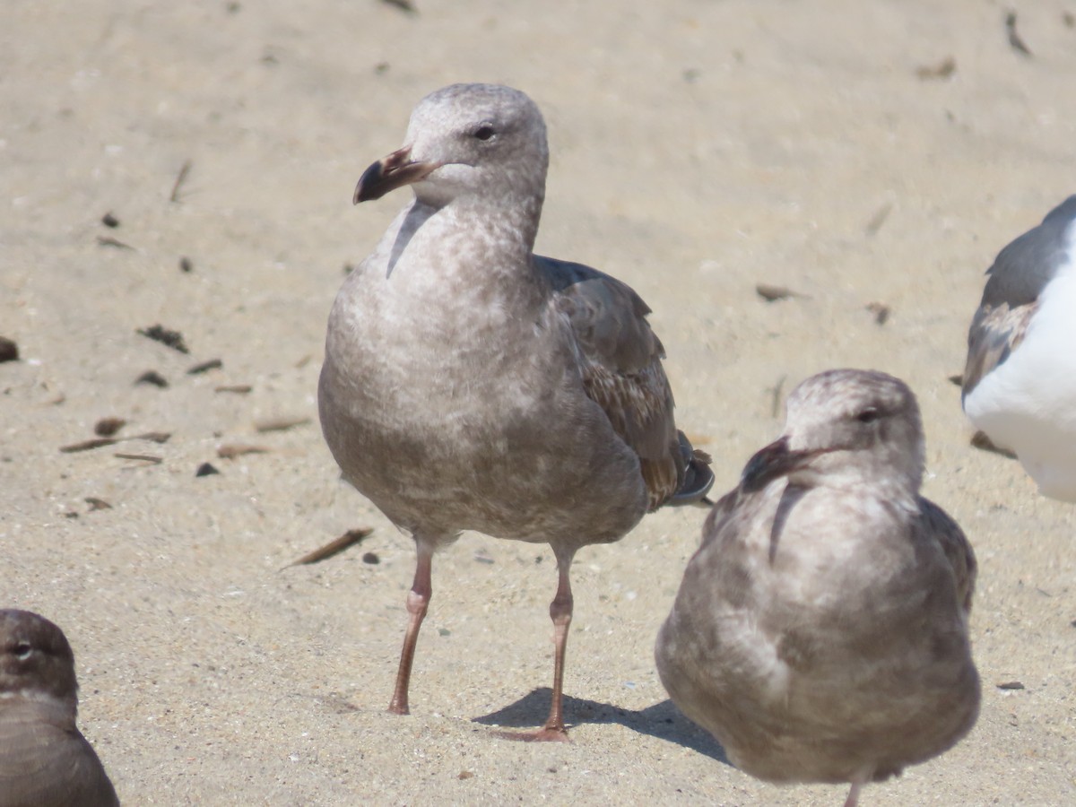 Glaucous-winged Gull - Martha Pallin