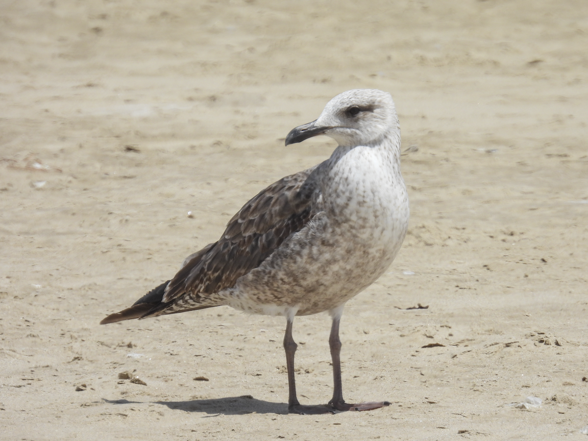 Lesser Black-backed Gull - ML619514011