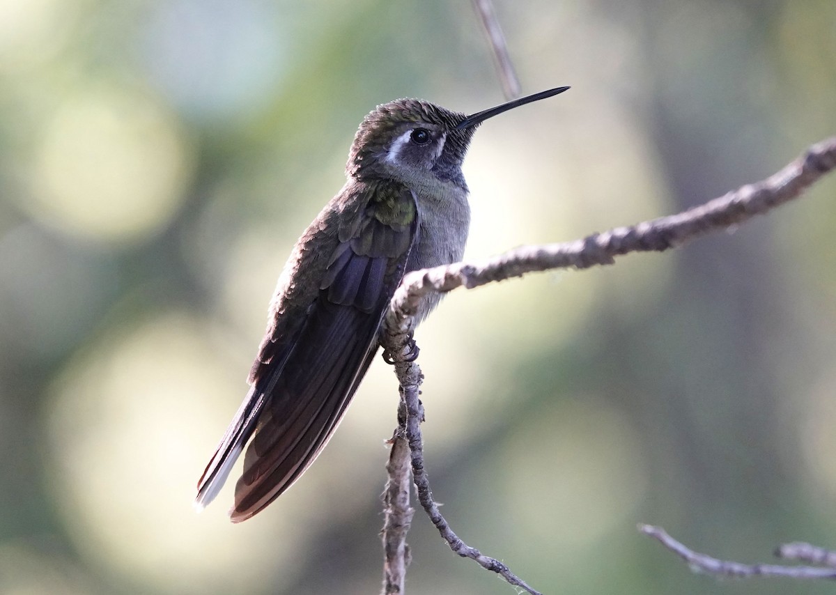 Blue-throated Mountain-gem - Cathy Beck