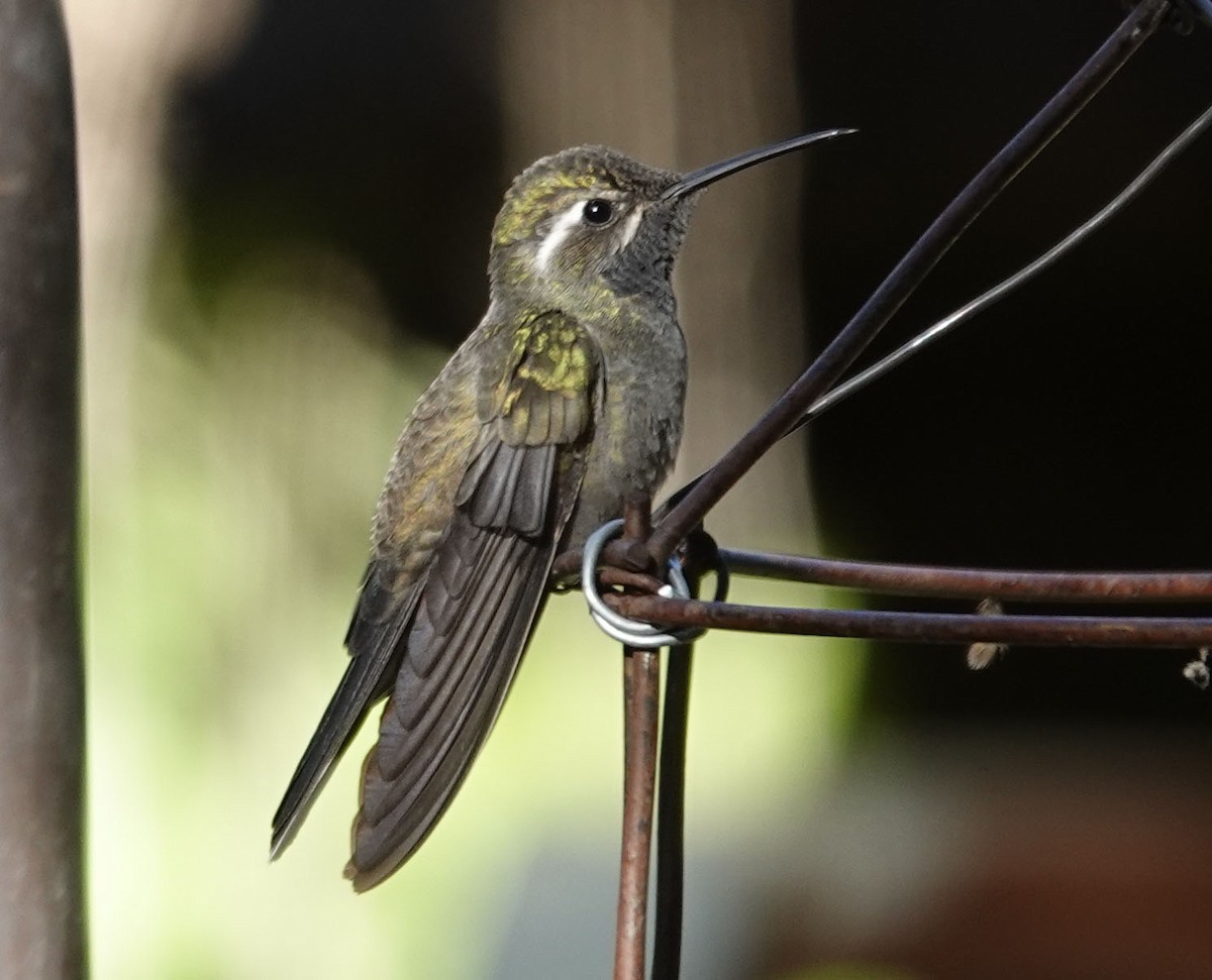 Blue-throated Mountain-gem - Cathy Beck