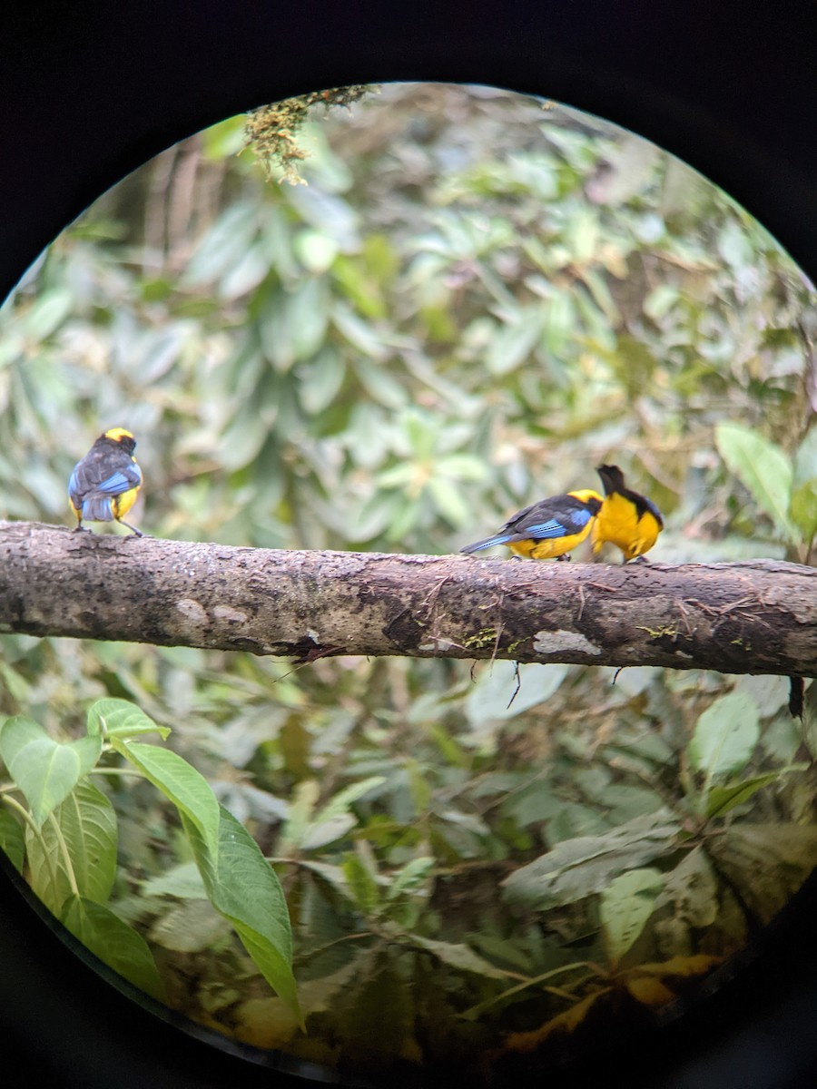 Blue-winged Mountain Tanager - Reder Daughenbaugh