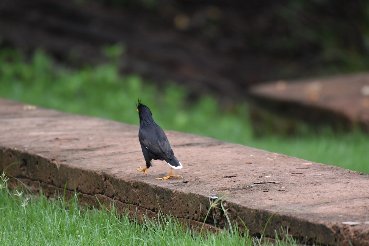 Great Myna - Matroforest PTT