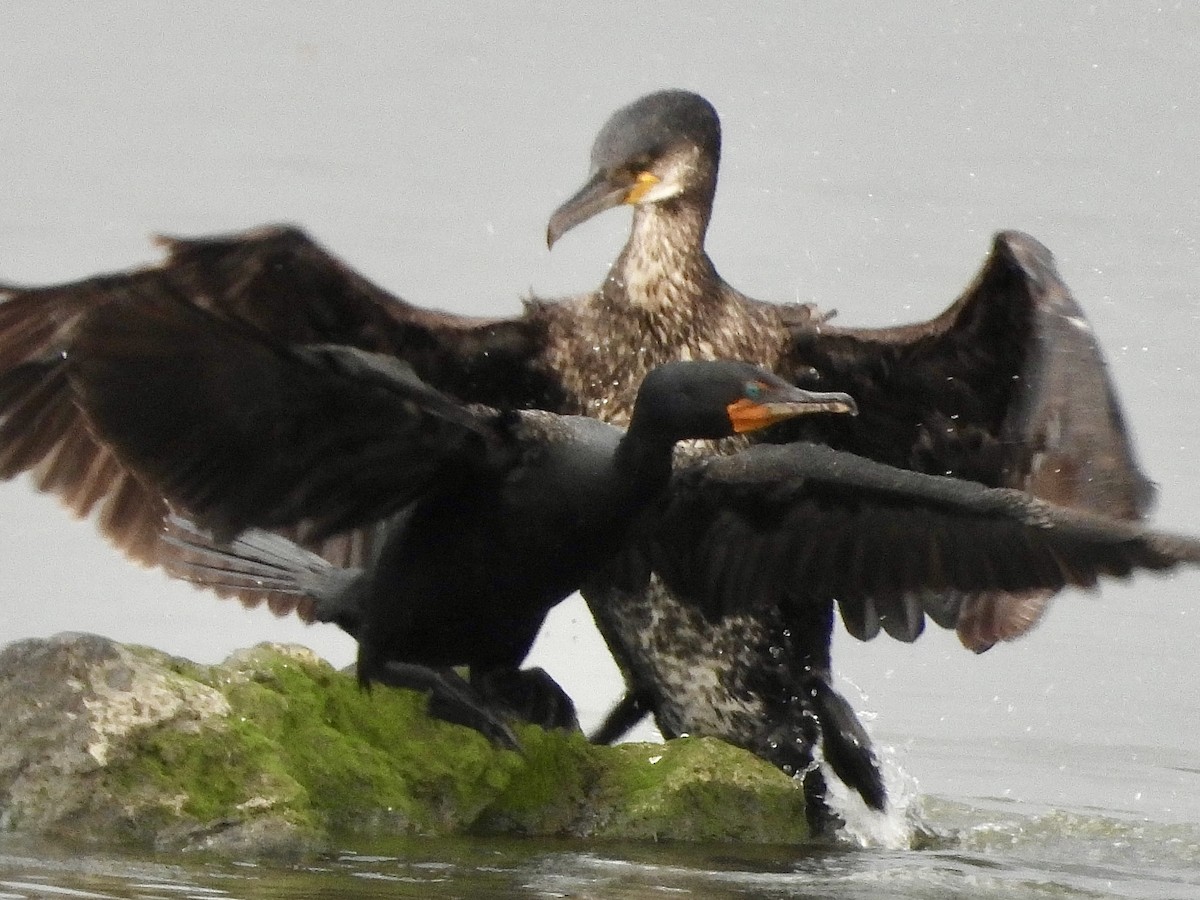 Great Cormorant - Stella Miller