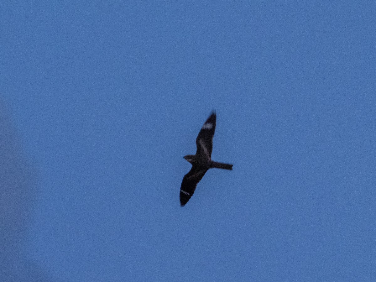 Common Nighthawk - Stephen Tarnowski